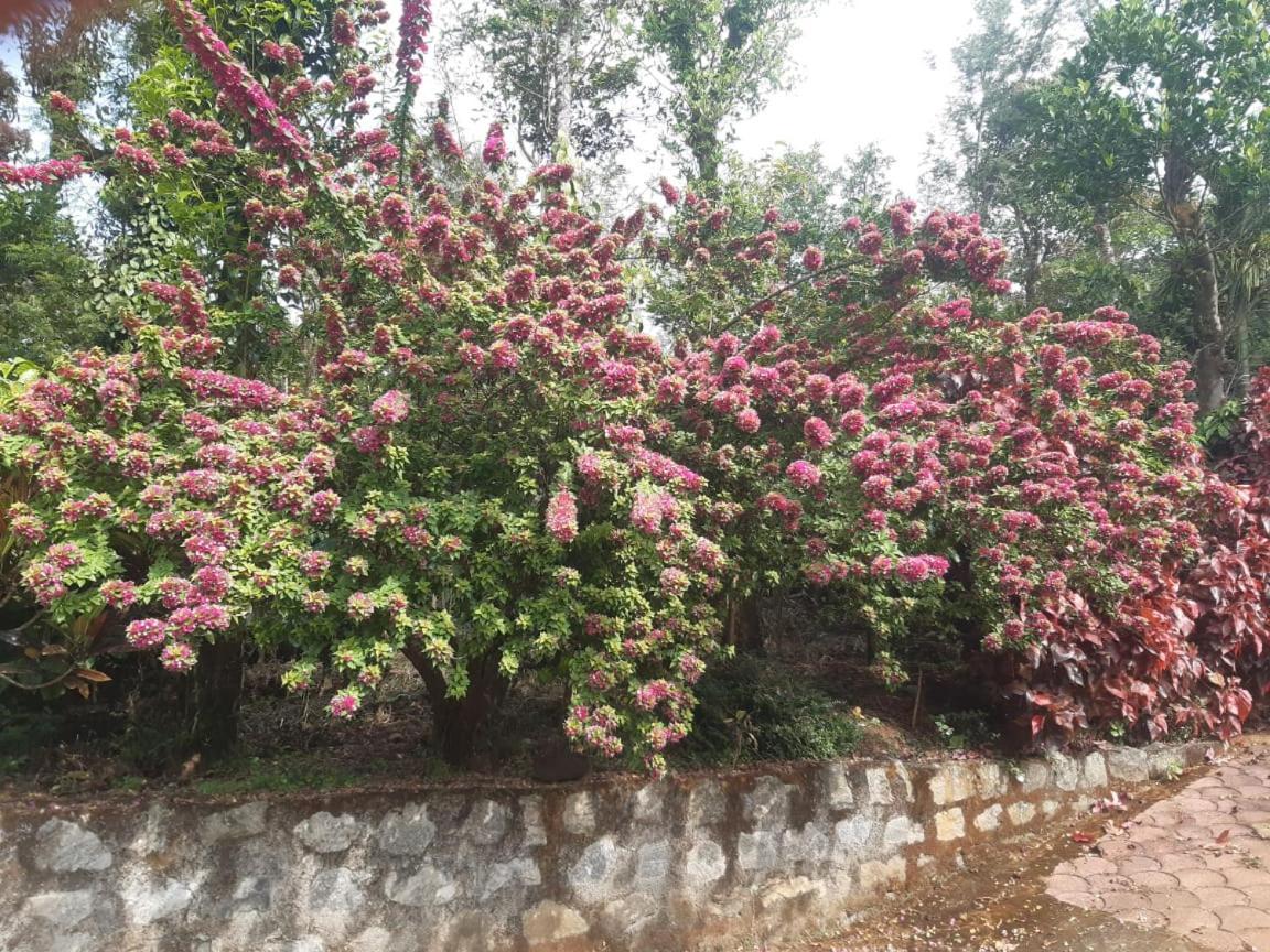 Athena Homestay Somvārpet Exterior foto